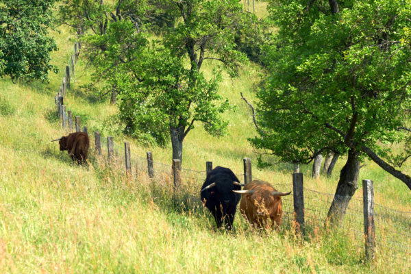 Rinderrassen Highland Cattle Ochsen 001